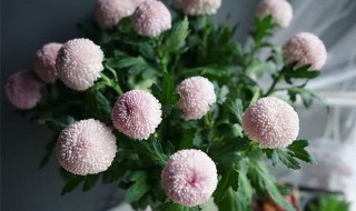 乒乓球菊花怎么养可以爆盆 乒乓球菊花养得爆盆的方法介绍