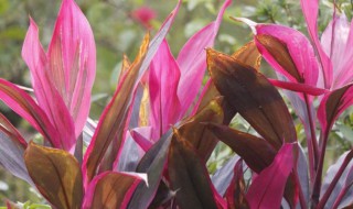 朱焦竹怎么水养 朱焦竹怎么水养好看