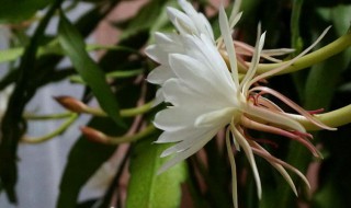 昙花怎么剪枝 昙花怎么剪枝嫁接