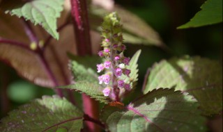 紫苏花怎么养殖方法 紫苏花怎么种