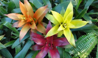 凤梨怎么养殖方法和注意事项 凤梨怎么养