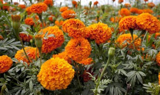 万寿菊怎么发芽快（万寿菊怎么发芽快又好养）