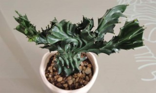 麒麟掌怎么养长得快又旺盛（麒麟掌怎么养长得快又旺盛呢）