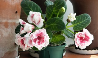 芙蓉花怎么养家庭养法（家养芙蓉花的技巧）