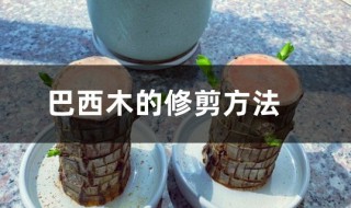 巴西木怎么剪枝 巴西木剪枝能插活吗?