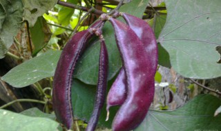 梅豆角不开花怎么回事 梅豆角不开花怎么回事儿