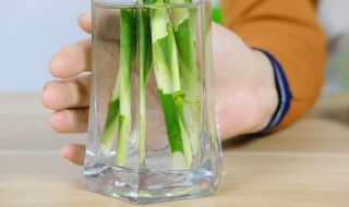 水培竹子怎么养才能更旺盛（水培竹子怎么养才能更旺盛用什么肥料）