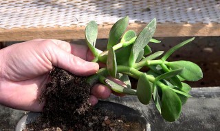 玉树怎么种植 玉树怎么种植视频