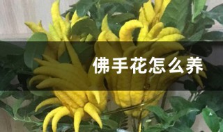 如何养殖佛手开花不停（家庭养殖的佛手为什么不开花）