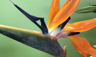 望鹤兰怎么修剪方法（望鹤兰怎么修剪方法图解）