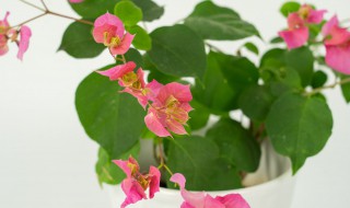 如何让三角梅快速生根 怎样让三角梅快速生长