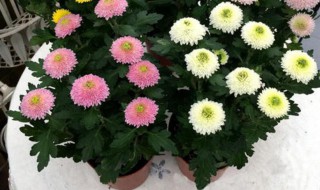 南非菊怎么养长的好 南非菊怎么养长的好