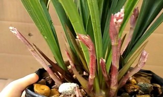 寒兰怎么养才开花（寒兰怎么养才开花多）