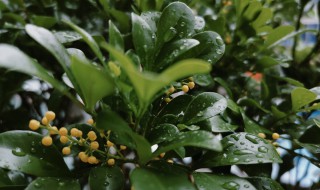 米兰要怎么养才能开花（米兰要怎么养才能开花多）