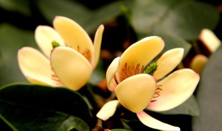 含笑花怎么养家庭养法 含笑花养植方法