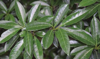 珊瑚树怎么养长的好（珊瑚树怎么养长的好看）