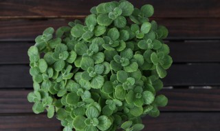 一抹香怎么养殖更茂盛 一抹香怎么养殖