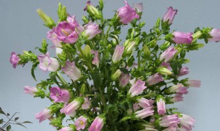 风铃花怎么修剪方法 风铃花怎么修剪方法视频