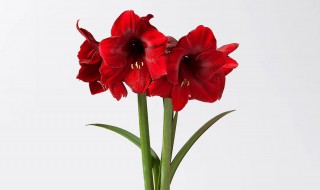 荷兰红怎么养长的好 荷兰红怎么养长的好快