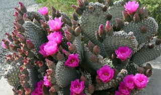 仙人指头怎么养才开花（仙人指头怎么养才开花快）