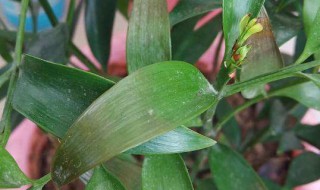 兴旺竹怎么养才能更旺盛 兴旺竹怎么养才能更旺盛碧一芙蓉碧芙蓉怎么养