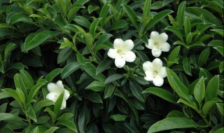 灰莉怎么养家庭养法 灰莉养殖方法和注意事项