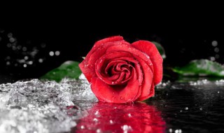 玫瑰花怎么养才长得好（玫瑰花怎么养才长得好呢）