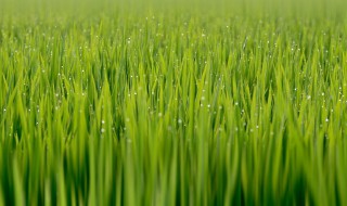 禾苗种子怎么来的（禾苗种在哪里）