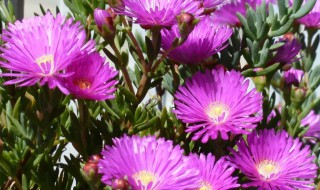 日中花怎么养殖开花多 日中花怎么养殖开花多