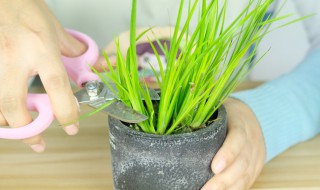 蒲草怎么养及养殖方法 蒲草的养殖方法和注意事项