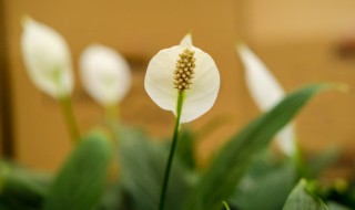 水培白掌怎么养殖才能更旺盛（水培的白掌怎么养才好）