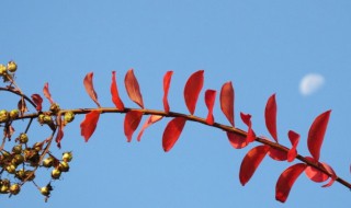 关于立冬的由来是怎么样的（立冬的来历和风俗）