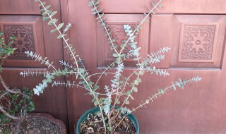 尤加利怎么修剪方法（尤加利怎样修剪）