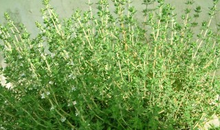 香草怎么养长的好 香草好不好养