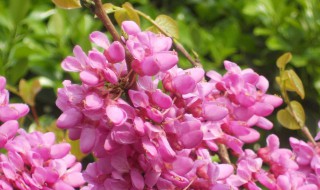 紫荆花怎么养家庭养法（紫荆花可以家养吗）