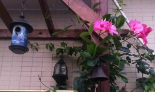 飘香藤花谢后怎么处理 飘香藤花谢后怎么处理好