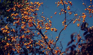 立冬到了是不是代表冬天也到了 立冬是不是代表冬天来了