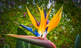 水培天堂鸟怎么养护 水培天堂鸟怎么养护和浇水