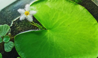 一叶莲怎么分株方法 一叶莲分株方法图解