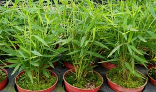 姬翠竹黄叶怎么处理（姬翠竹叶子发黄有哪几种情况）