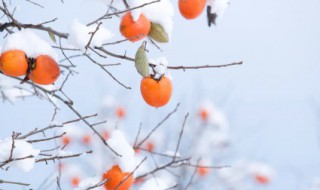 冬至民间农俗谚语大全 冬至谚语大全 俗语