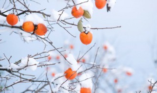 立冬谚语都有哪些 立冬谚语都有哪些句子