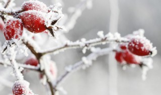 立冬的农谚大全（立冬的民谚）