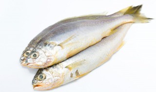 烩青鱼鲜肚的做法（青瓜煮鱼肚）