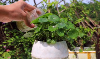 铜钱草怎么养才长得好（铜钱草怎么养才长得好呢）