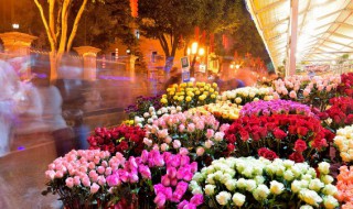 如何辨别天堂鸟的真假（如何辨别天堂鸟的真假视频）