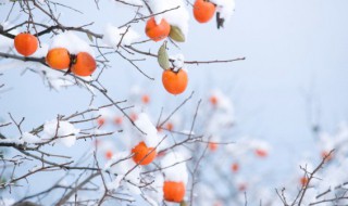 立冬节气的谚语俗语精选大全（立冬的相关谚语）