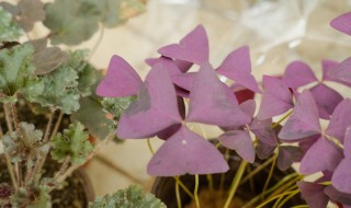 紫叶草怎么养殖方法 紫叶草怎么养殖方法视频