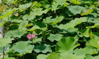 荷花竹怎么养才能旺盛 荷花竹如何养?