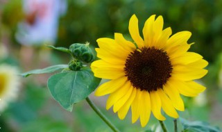 向日葵怎么养家庭养法（养向日葵方法）